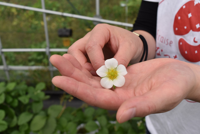 いちごの花